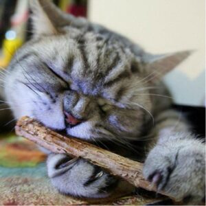 Alternative view of Catnip Teeth Brushing Sticks for Cat 15 / 20 Pcs Set